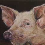 Schwein_1